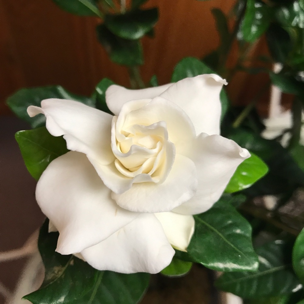 Meet your Posher, Rebecca